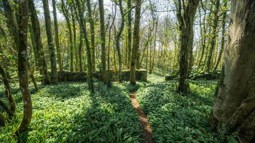 Walk among the wild Garlic in the Woodland Garden on the Stackpole Estate